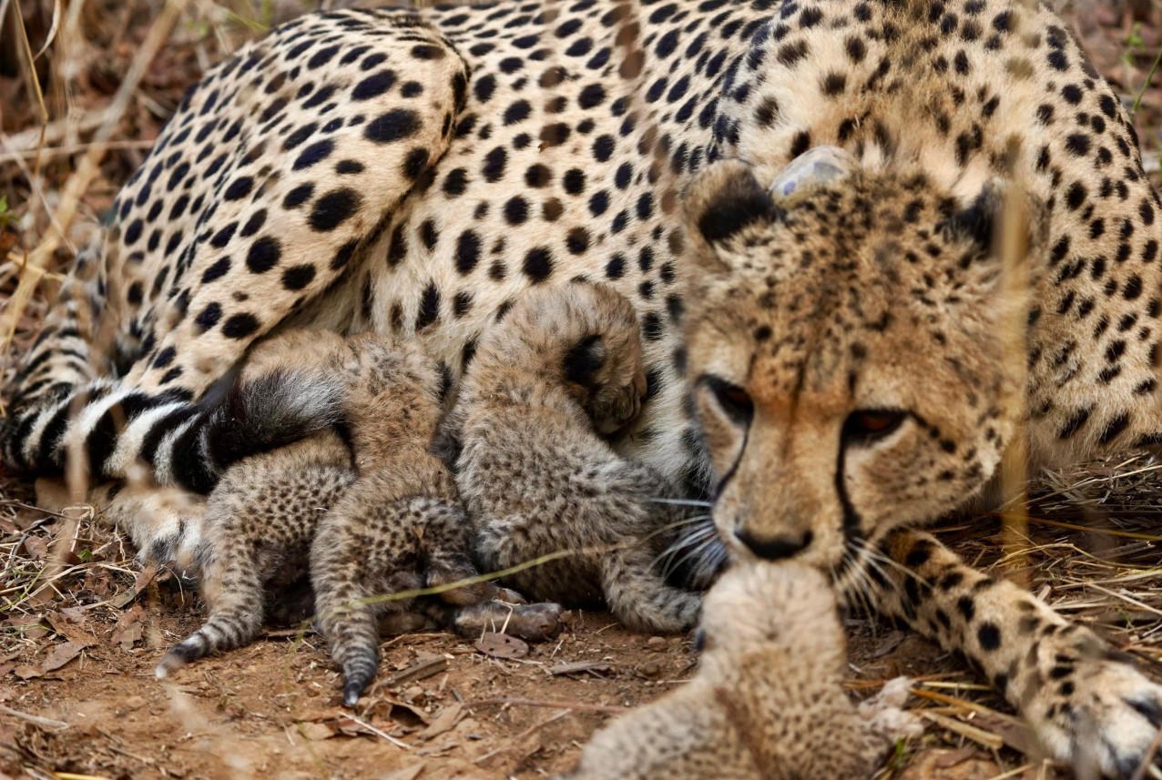Female Cheetah Gamini Gives Birth to Fourth Cub at Kuno National Park