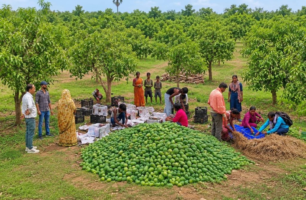 APEDA Facilitates First Export of Fresh Mangoes from Jharkhand to United Kingdom in Major Boost for Farmers