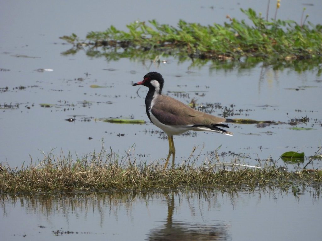 Ramsar Site